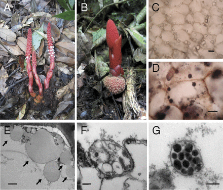 Novel genetic code and record-setting AT-richness in the highly reduced plastid genome of the holoparasitic plant Balanophora