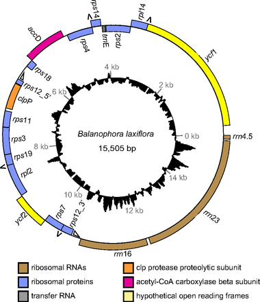 Novel genetic code and record-setting AT-richness in the highly reduced plastid genome of the holoparasitic plant Balanophora