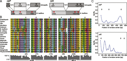 Novel genetic code and record-setting AT-richness in the highly reduced plastid genome of the holoparasitic plant Balanophora